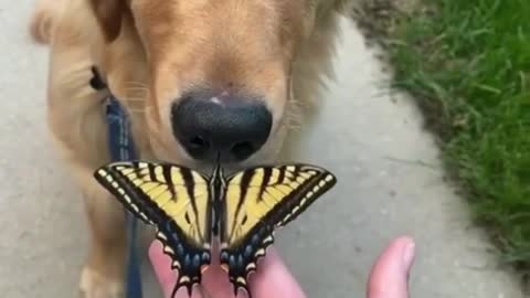 Gentle, Gentle, Gentle, *Eats butterfly * NOO!!