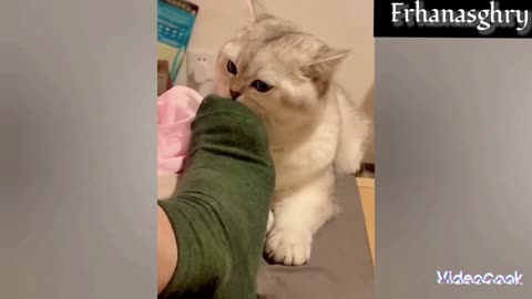 The cat's funny reaction to the smell of socks