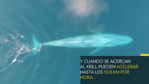 Así se alimenta EL ANIMAL MÁS GRANDE del planeta, la BALLENA AZUL _ NATIONAL GEOGRAPHIC en ESPAÑOL