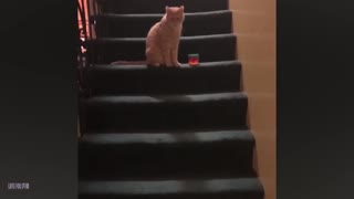 cats doing crazy