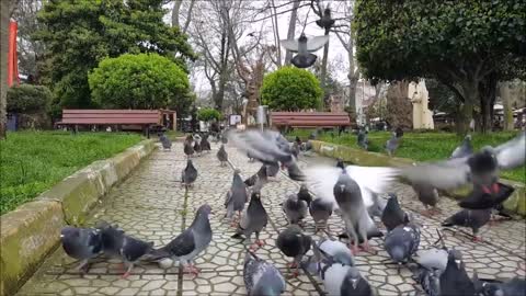 Using UV Light on pigeon wlings