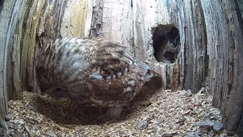 Tawny Owl Luna's Tragic Loss Has a Happy Ending🦉