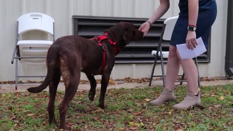 Perfect Pet Roxy the chocolate lab is looking for a forever home