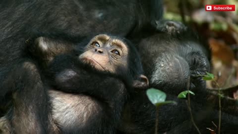 African gorillas in the wild suffer from malaria