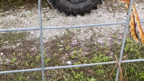 Rescuing a Snake Stuck in a Fence