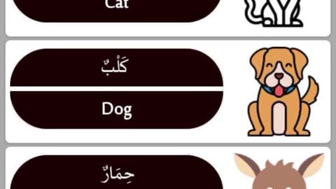 Learn Arabic