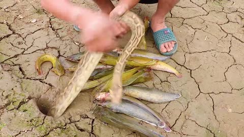 Unbelievable Fishing Technique - Use A Snake To Catch Fish In A Pit Deep In The Ground