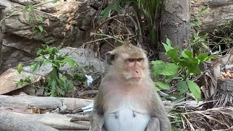 Cute monkey sitting on a tree trunk