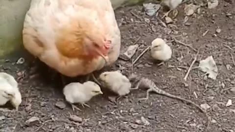 Momma Hen Protecting Her Chicks