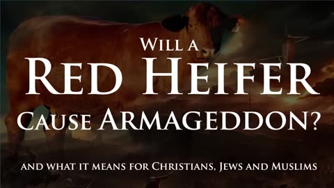 Will a Red Heifer Cause Armageddon near and what it means.