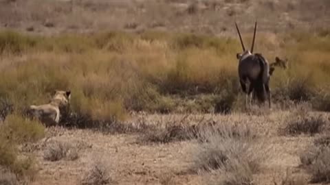 5 Lions VS Gemsbok Antelope