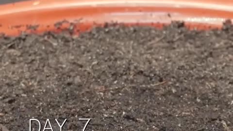 Growing Bitter Gourd - Time Lapse