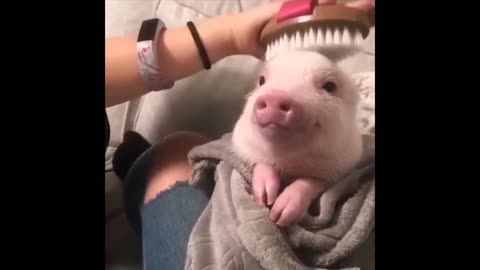 Cutest Baby Animal Moments / Adorable