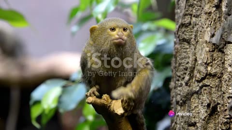 World's Smallest Monkey_ The Pygmy Marmoset