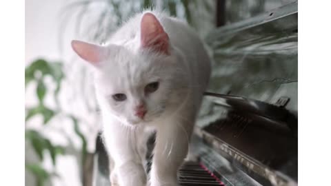 Cat Playing Piano