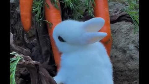 I love this rabbit so much,