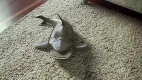 Pet Shark