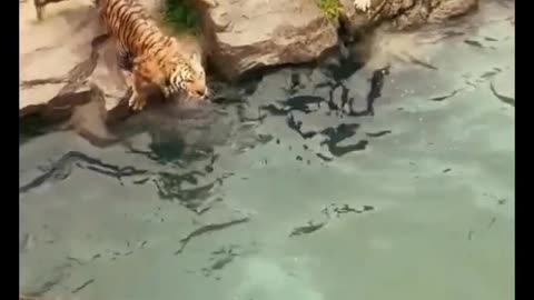 The tigers jumped up to get food