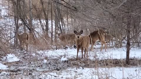 2 different groups of white tailed deers, some birds and bunnies 12/13.03.2022