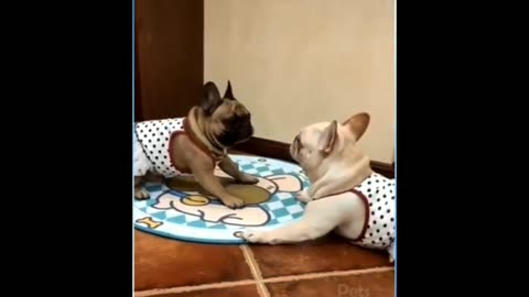 Funny video of pets