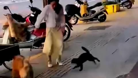 Brave Cat's Big Fighting With Dog's.Amazing , Watch Till End.