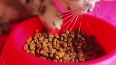 Cat Meal Time, "Hungry Cat Devours Delicious Cat Food"