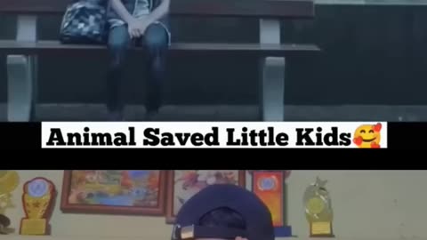 Wow! Animal saved kids life wildlife Day 2023 #shorts #wildlife