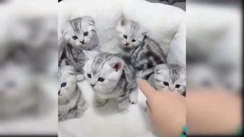 Baby cats - cute & funny cats videos