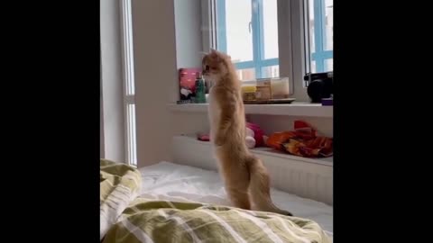 The Funniest Animals: The Best Funny Animal Videos of 2022