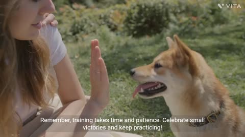 Mastering Manners: A Comprehensive Guide to Dog Training