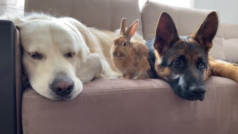 Golden Retriever and German Shepherd Puppy Play with Bunny Sam for the First Time!