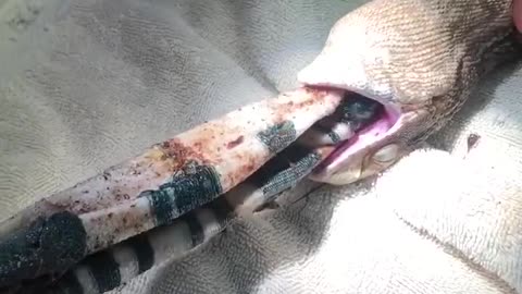 Pulling Sock Out of Lizard's Stomach