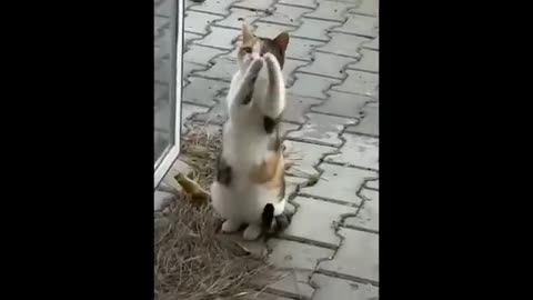 New Funny Animals 😂 Funniest Cats and Dogs Videos 😺🐶