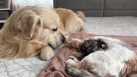 Golden Retriever Reacts to our New German Shepherd Puppy