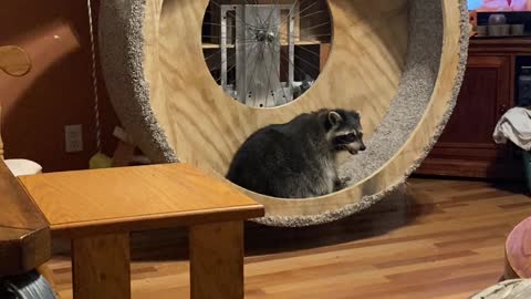 Raccoon Hamster Wheel