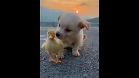 Funny animal videos|Cute animal videos |Funny dog&cat videos|Hilarious pet videos|funny video