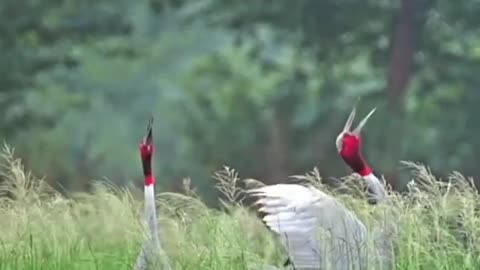 Gull shows her chick smooth liftoff without flapping her wings