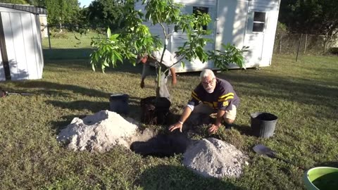 How to Plant Lychee - Planting a Litchi | Litchi Tree | Lychee Farm in Florida