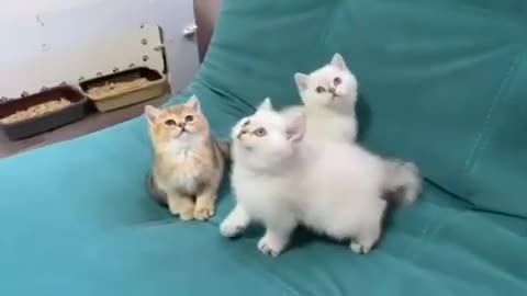 omg 😱 So cute cats and kittens