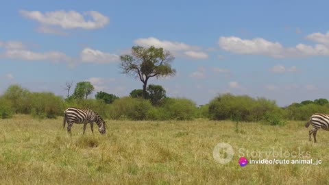 Savannah Secrets: Life in the African Grasslands