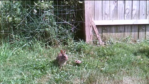 Backyard Trail Cams - Rabbit by the Fence