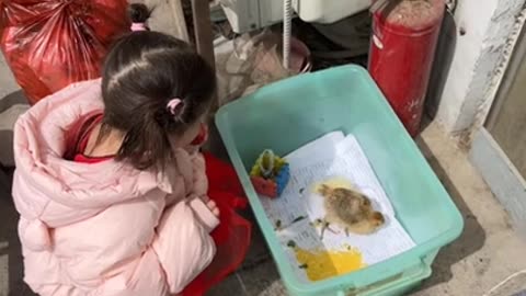 Surprising Sight at a Local Chinese Food Store: Live Chickens on Display!