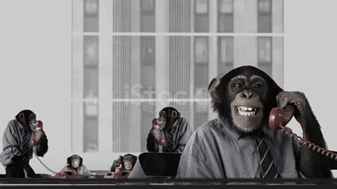 One of the best comedy and funny videos for monkeys, hahaha