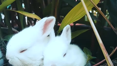 Funny bunnies eating