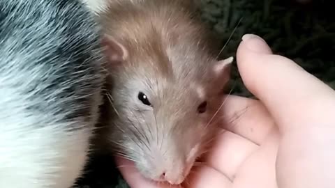 Cute rabbit baby very hungry and eating