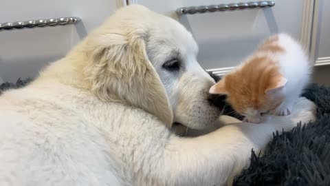 Tiny Kitten and Golden Retriever Puppy Cutest Friends