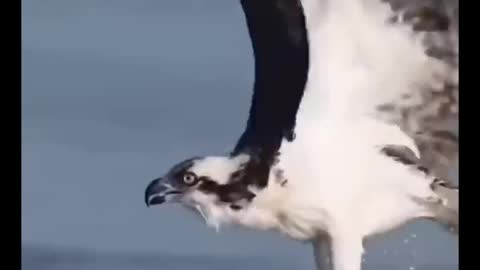 eagle caught fish