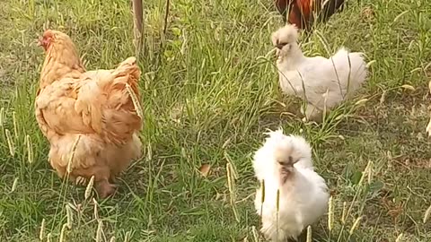 Pets | Pet hens and rooster