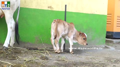 FUNNY AND CUTE BABY COW