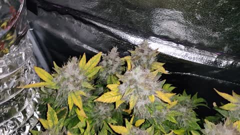 Day 56 Flower (Flush) 1-Strawberry (Clone), 3-GG4/Strawberry (Clone) 2-Wedding Cake (Clone)